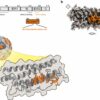 Scientist uses state-of-the-art microscopy to discover drug ...