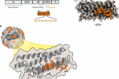 Scientist uses state-of-the-art microscopy to discover drug ...