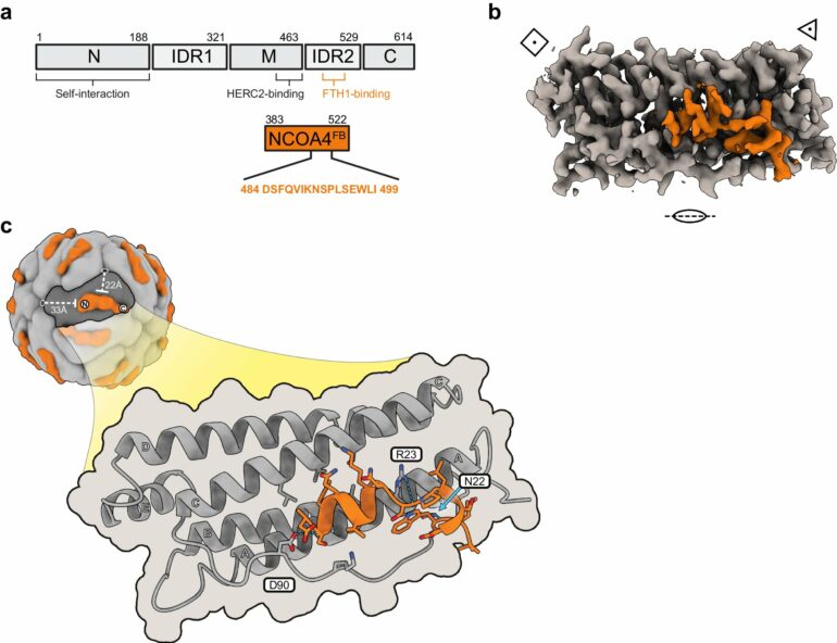 Scientist uses state-of-the-art microscopy to discover drug ...