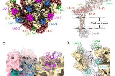 Scientists discover novel receptor recognition mechanism for ...