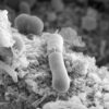 Scientists discover superbug's rapid path to antibiotic resistance