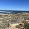 Scientists equip Australian sea lions with cameras to explore ...