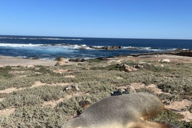 Scientists equip Australian sea lions with cameras to explore ...