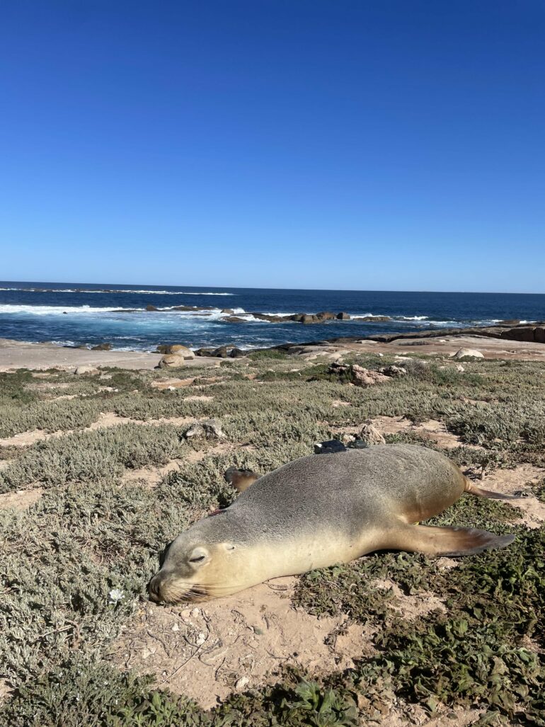 Scientists equip Australian sea lions with cameras to explore ...