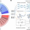 Scientists establish brain-inspired network model to bridge AI and ...