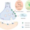 Scientists reveal transport mechanism of norepinephrine ...