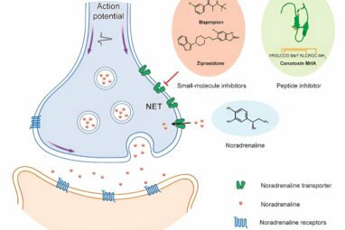 Scientists reveal transport mechanism of norepinephrine ...