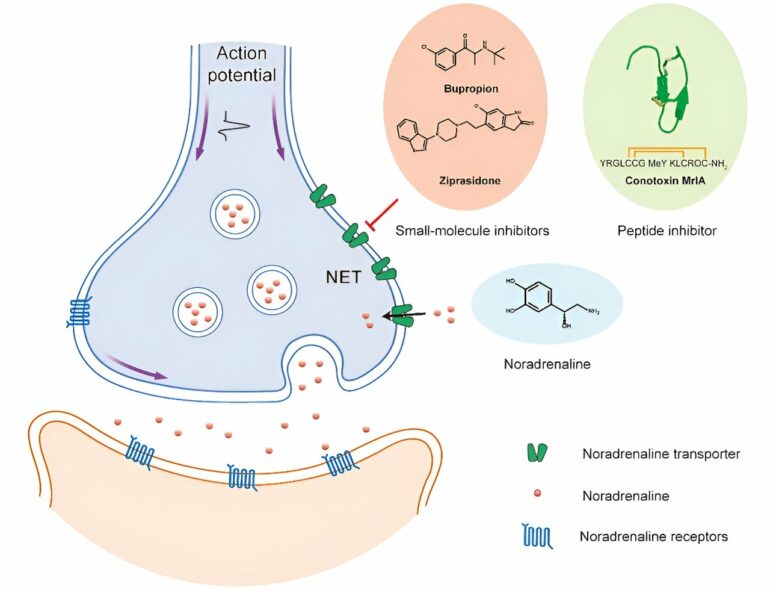 Scientists reveal transport mechanism of norepinephrine ...