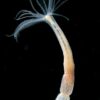 Sea anemone study identifies potentially regenerative stem cells ...