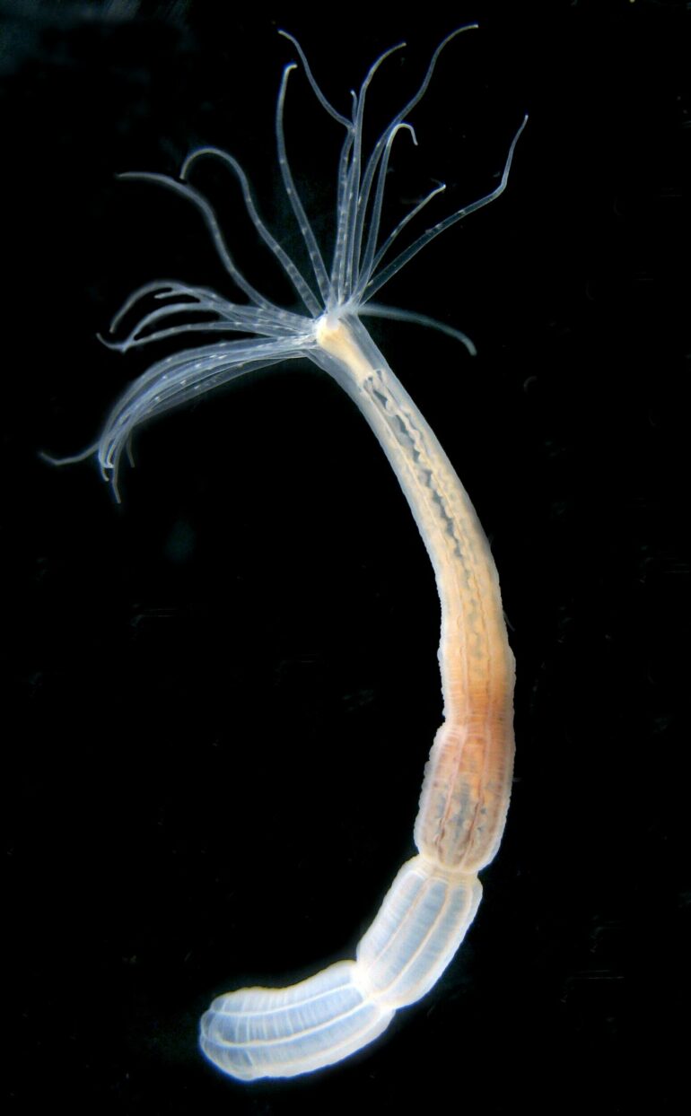 Sea anemone study identifies potentially regenerative stem cells ...