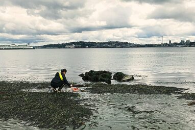 Seagrasses filter human pathogens in marine waters