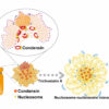 Single nucleosomes tracked in live cells during cell division ...