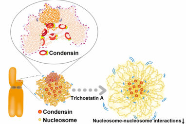 Single nucleosomes tracked in live cells during cell division ...