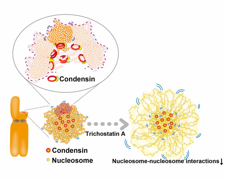 Single nucleosomes tracked in live cells during cell division ...