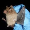 Some bats are surviving and thriving with blood sugar levels that ...