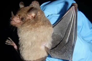 Some bats are surviving and thriving with blood sugar levels that ...