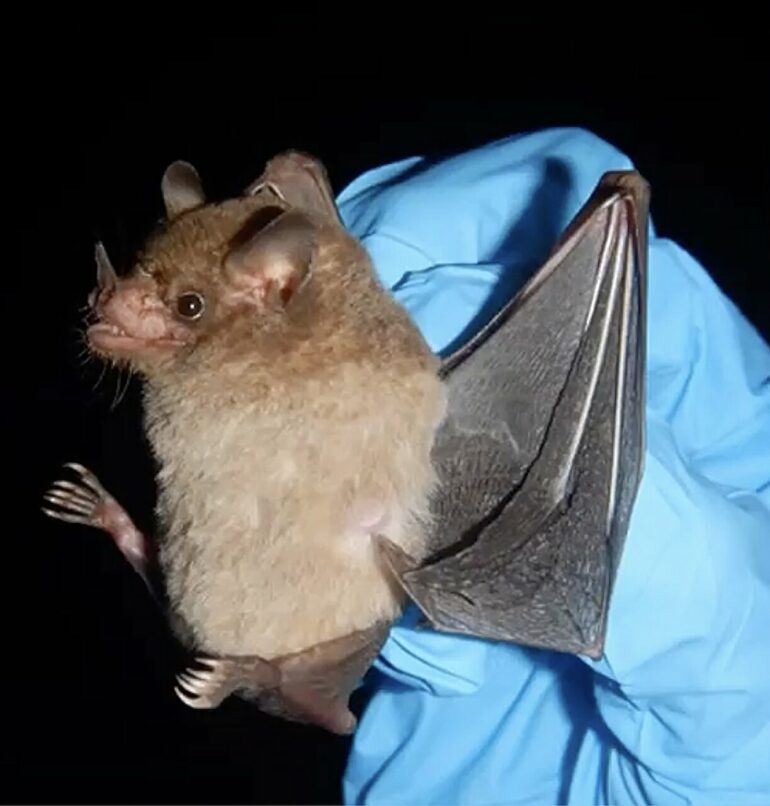 Some bats are surviving and thriving with blood sugar levels that ...