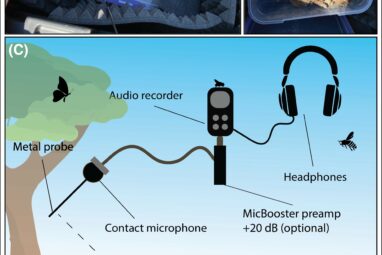 Soundscape study shows how underground acoustics can amplify soil ...