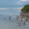 South Florida estuaries warming faster than Gulf of Mexico, global ...