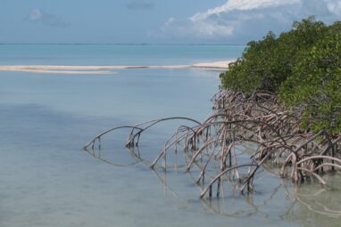 South Florida estuaries warming faster than Gulf of Mexico, global ...