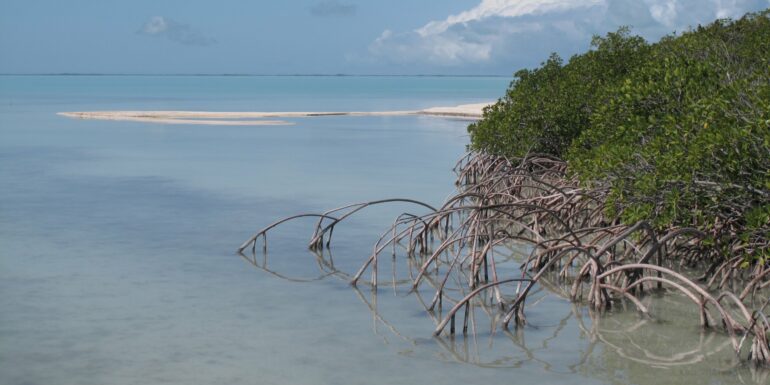 South Florida estuaries warming faster than Gulf of Mexico, global ...