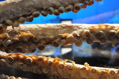 Squid teeth' could be used by US army for 'self-repairing' robots ...