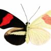 Study finds RNA molecule controls butterfly wing coloration