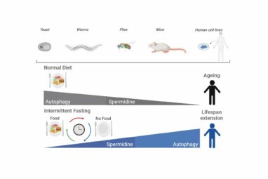 Study reveals how intermittent fasting regulates aging through ...