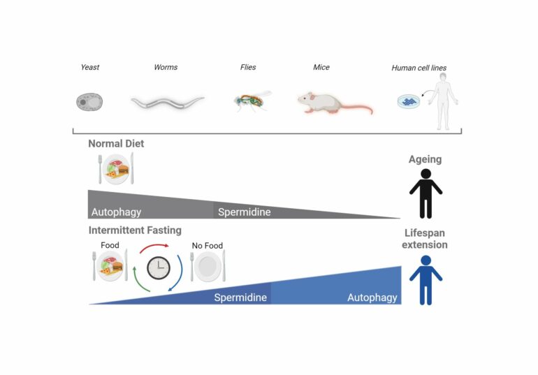 Study reveals how intermittent fasting regulates aging through ...