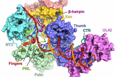 Study sheds light on what enables herpes simplex virus to become ...