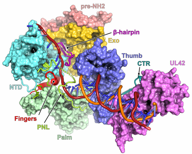 Study sheds light on what enables herpes simplex virus to become ...