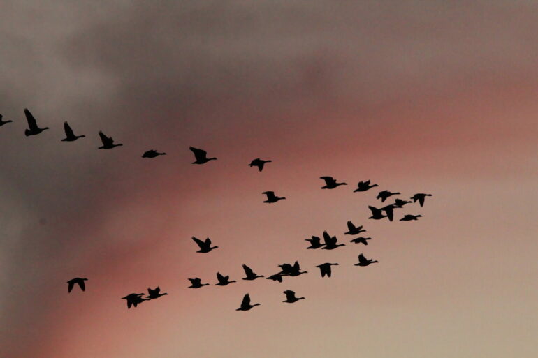 Scientists are using high-tech tools to study birds' amazing ...