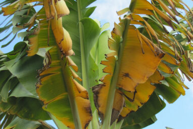 The banana apocalypse is near, but biologists might have found a ...