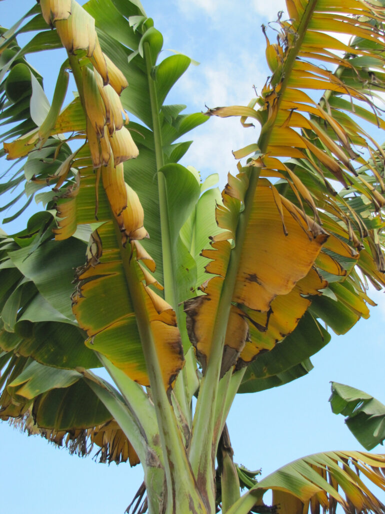 The banana apocalypse is near, but biologists might have found a ...