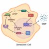 The secret to sleepy cells' control of inflammatory secretions