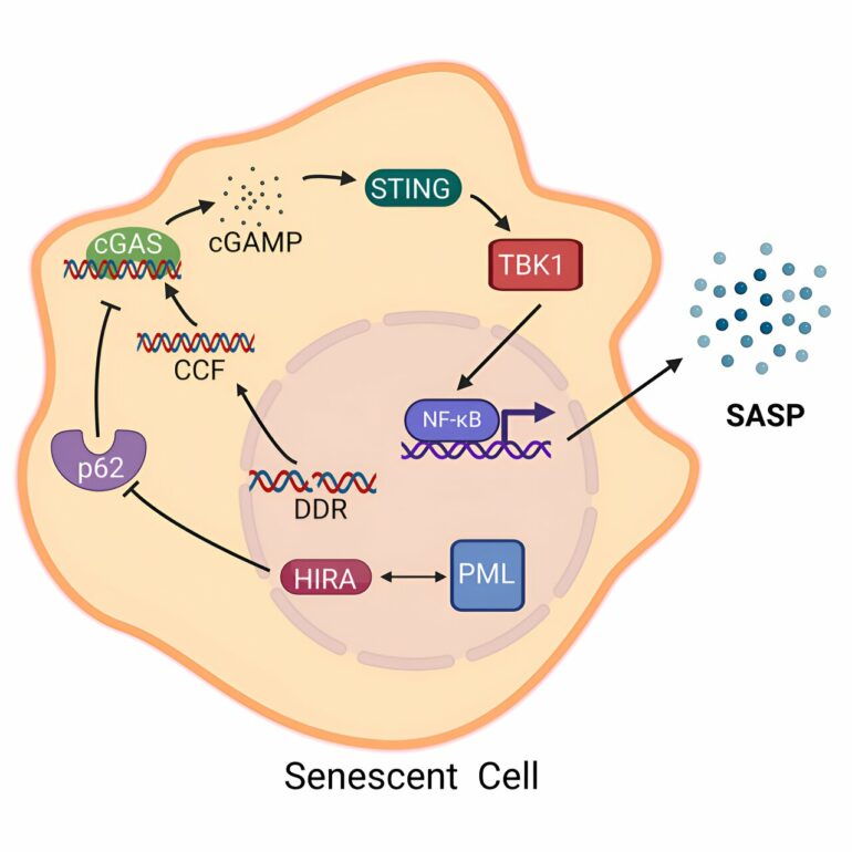 The secret to sleepy cells' control of inflammatory secretions