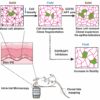 Tissue fluidization during skin repair is crucial for wound ...