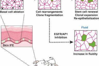 Tissue fluidization during skin repair is crucial for wound ...