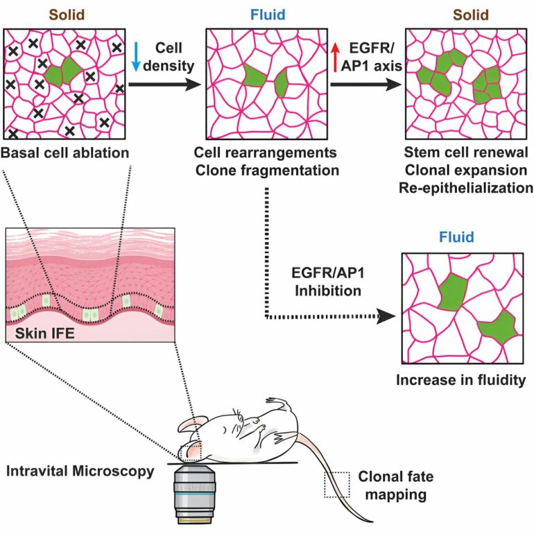 Tissue fluidization during skin repair is crucial for wound ...