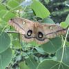 Trees stripped by invasive caterpillars muster defenses that can ...