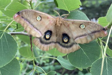 Trees stripped by invasive caterpillars muster defenses that can ...