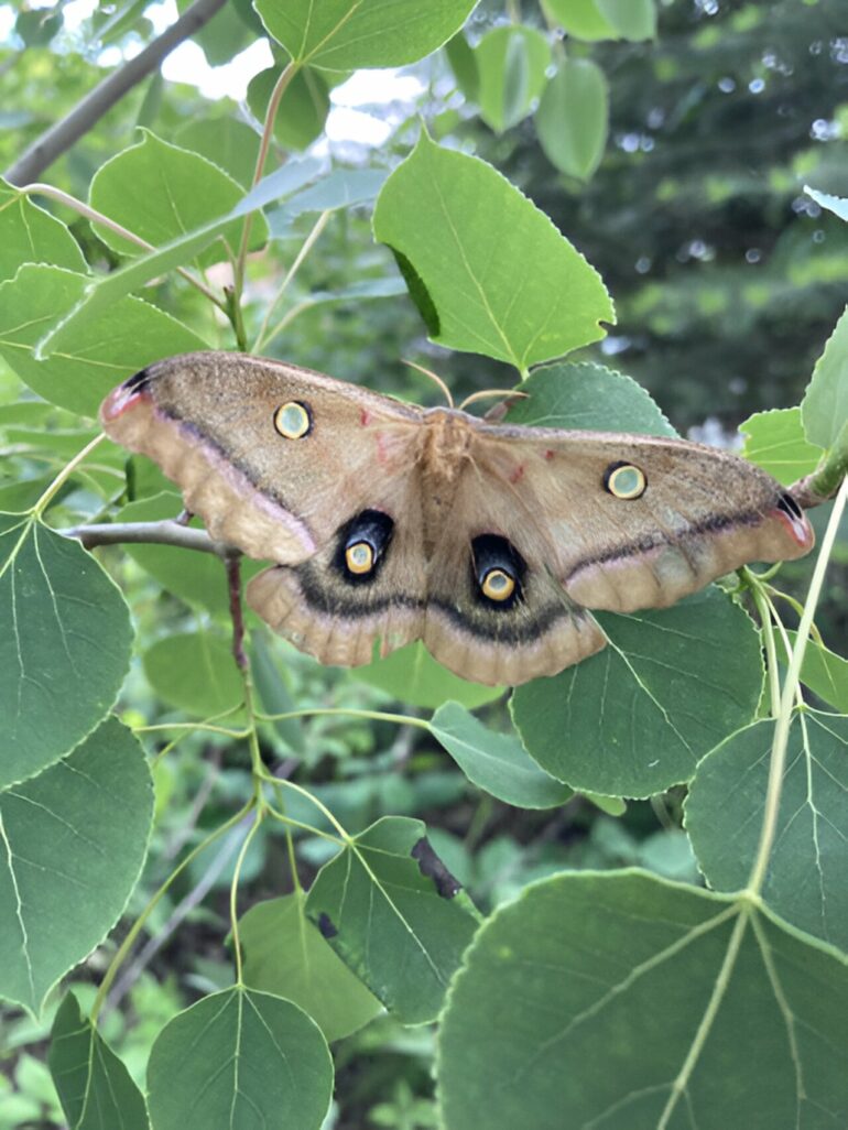 Trees stripped by invasive caterpillars muster defenses that can ...