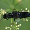 Tropical beetles unknown to science at higher risk of extinction ...