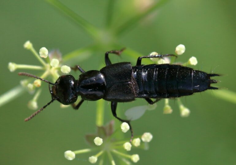 Tropical beetles unknown to science at higher risk of extinction ...