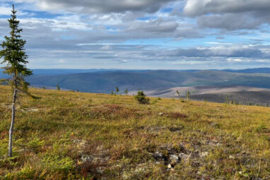 Tundra vegetation to grow taller, greener through 2100, study finds