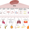 Aging and aging-related diseases: from molecular mechanisms to ...