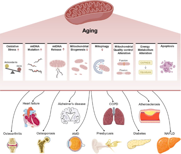 Aging and aging-related diseases: from molecular mechanisms to ...