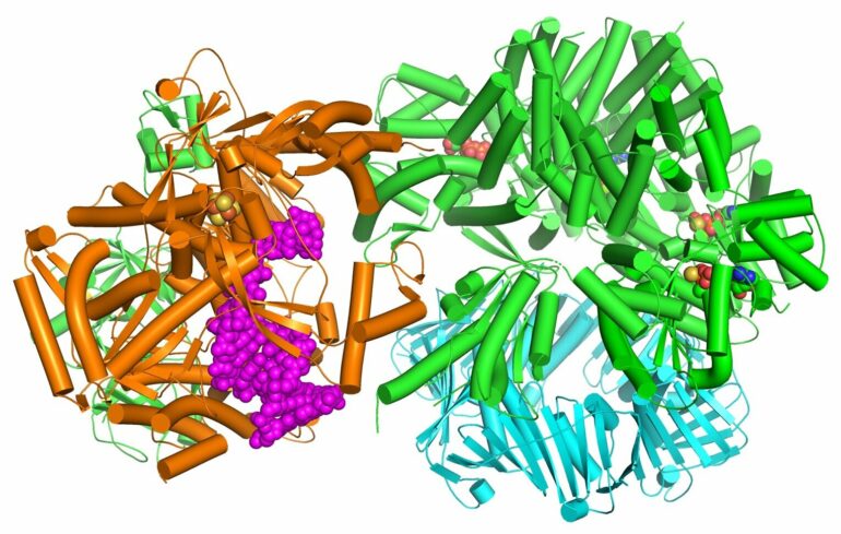 When it comes to DNA replication, humans and baker's yeast are ...