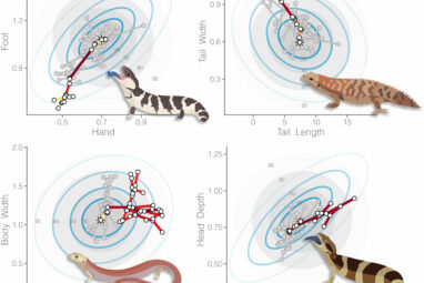 Wildly divergent skinks provide a window into how evolution works