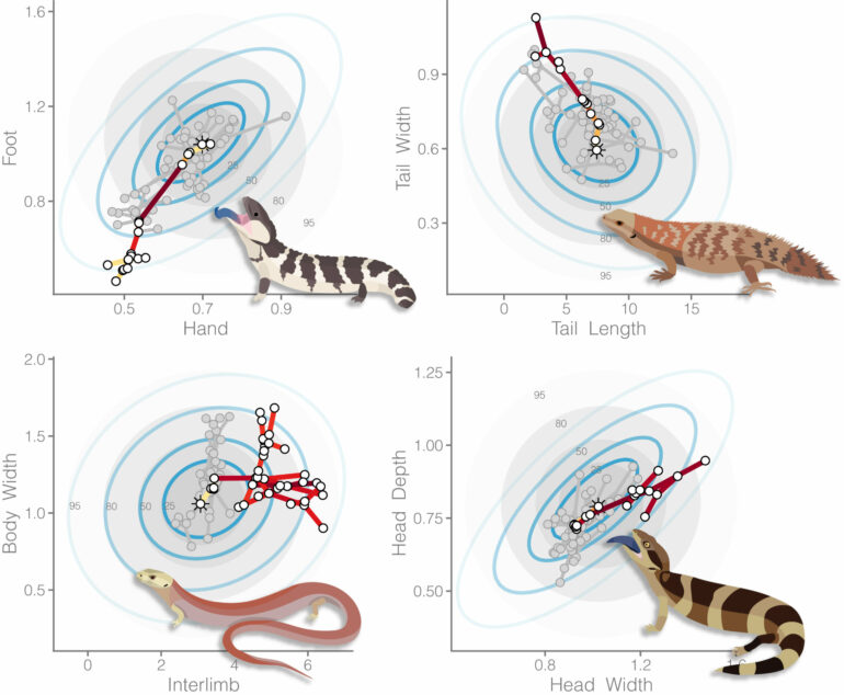 Wildly divergent skinks provide a window into how evolution works